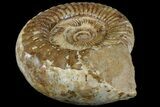 Large, Jurassic Ammonite Fossil - Madagascar #166004-1